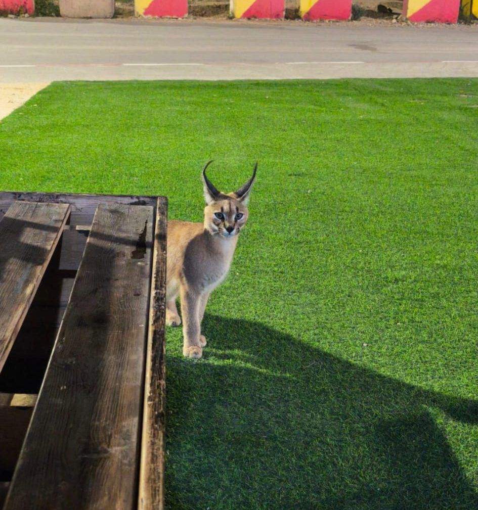 קרקל נדיר חדר לתוך בסיס בדרום הארץ ונשך מספר חיילים
