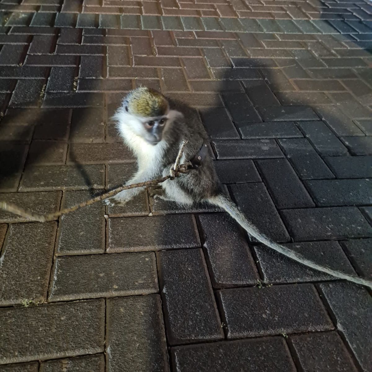 כמה רוע: קוף נוסף אותר במזכרת בתיה כשהוא קשור לעץ