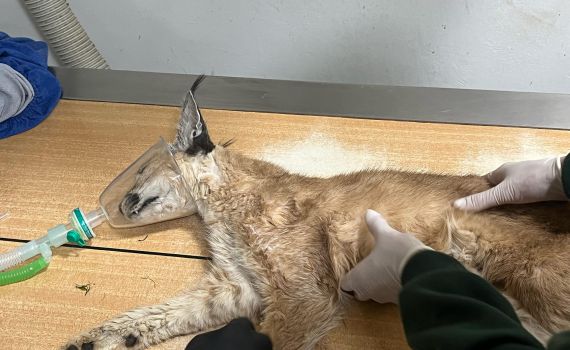 אחרי שנשכה חיילים בבסיס: הקרקלית הפצועה הגיעה לבית החולים