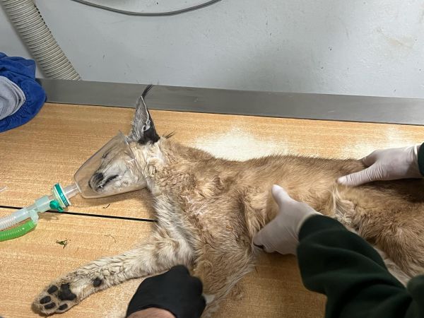 אחרי שנשכה חיילים בבסיס: הקרקלית הפצועה הגיעה לבית החולים