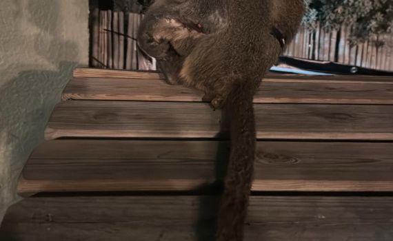 כשהוא פצוע בידו: קוף נוסף אותר סמוך למוסד רפואי בראשון לציון