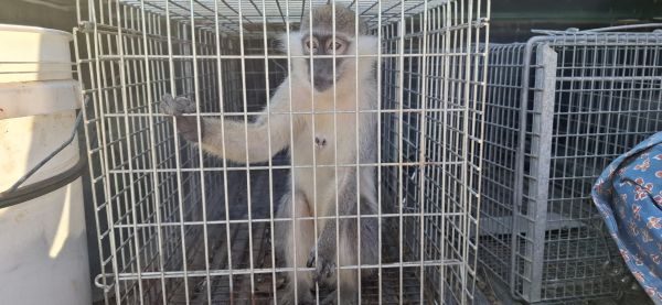 התופעה לא עוצרת: קוף נוסף אותר מוחזק באופן לא חוקי