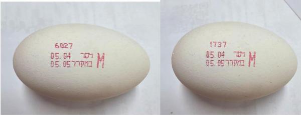 משרד הבריאות מזהיר: התגלה סלמונלה בביצים מלולים מסוימים