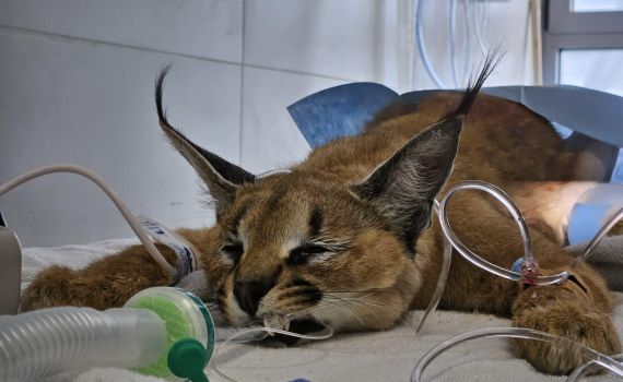 הקרקלית הפצועה נותחה 7 שעות בשימוש אפידורל