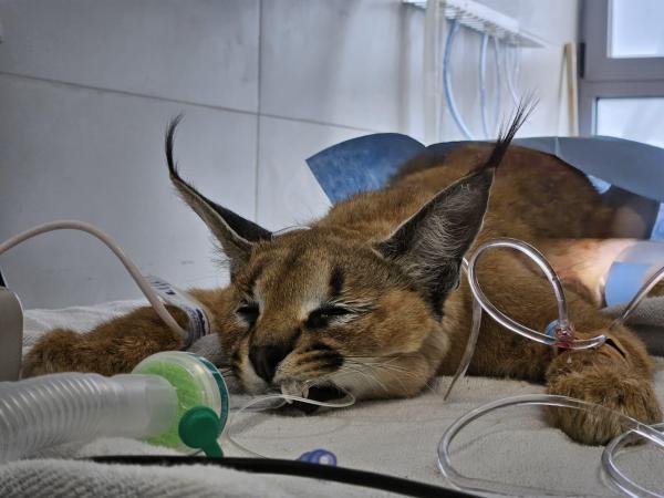 הקרקלית הפצועה נותחה 7 שעות בשימוש אפידורל