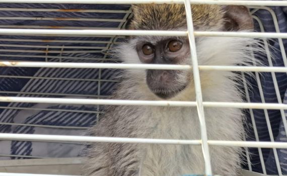 שוטרים חילצו קוף נטוש בטייבה: "סיכן את חייו ואת הציבור"