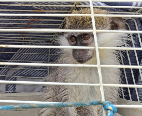 שוטרים חילצו קוף נטוש בטייבה: "סיכן את חייו ואת הציבור"