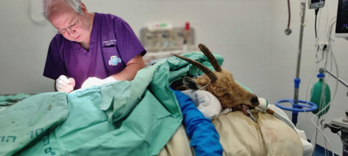 עם קיבה של כבשה ודם מעיזים: כך הצילו את חייה של היעלה