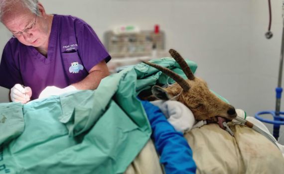 עם קיבה של כבשה ודם מעיזים: כך הצילו את חייה של היעלה