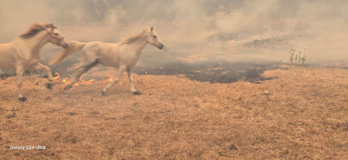 בתים במסילת ציון נשרפו: תמונת מצב לשריפת הענק