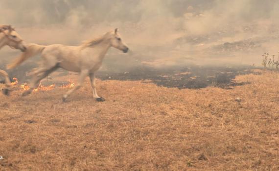 בתים במסילת ציון נשרפו: תמונת מצב לשריפת הענק