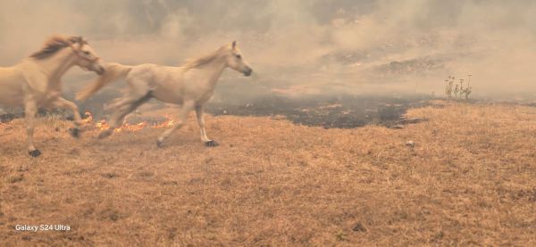 בתים במסילת ציון נשרפו: תמונת מצב לשריפת הענק