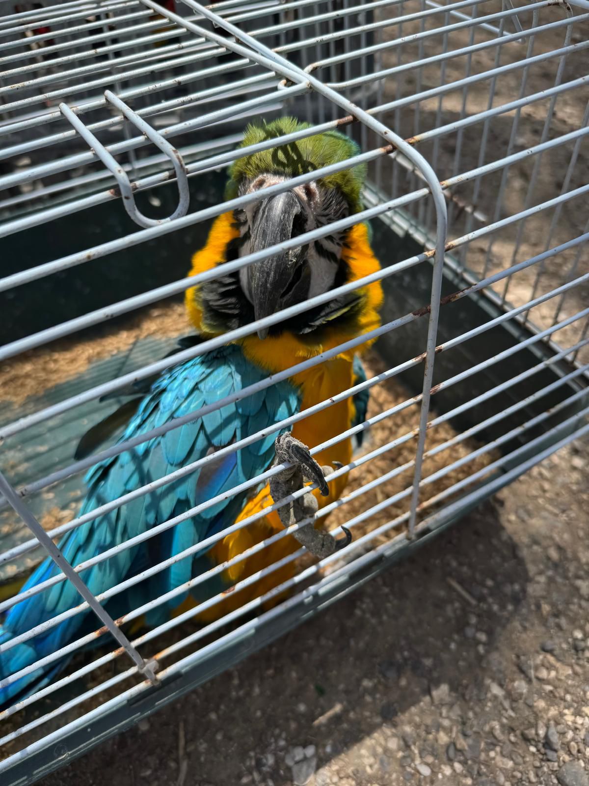 במבצע משטרתי: ארבעה תוכים בשווי רבע מיליון ש"ח הוחזרו לבעלים