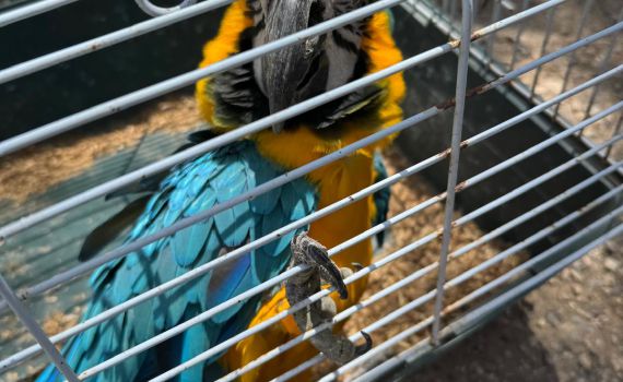 במבצע משטרתי: ארבעה תוכים בשווי רבע מיליון ש"ח הוחזרו לבעלים