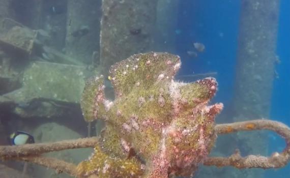 תיעוד נדיר: דג צפרדע נצפה באילת