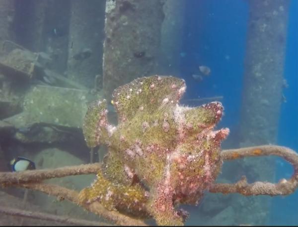 תיעוד נדיר: דג צפרדע נצפה באילת