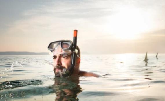 טורפים בחוף: מה לעשות ואיך להתנהל אם פוגשים כריש בחופי ישראל