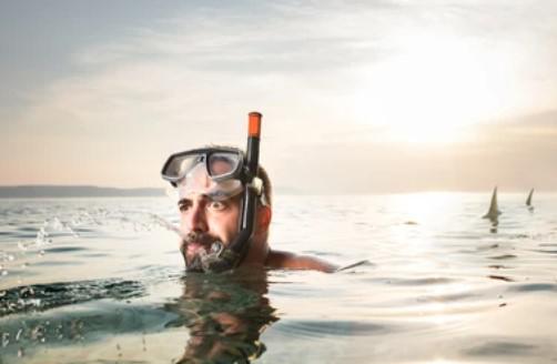 טורפים בחוף: מה לעשות ואיך להתנהל אם פוגשים כריש בחופי ישראל