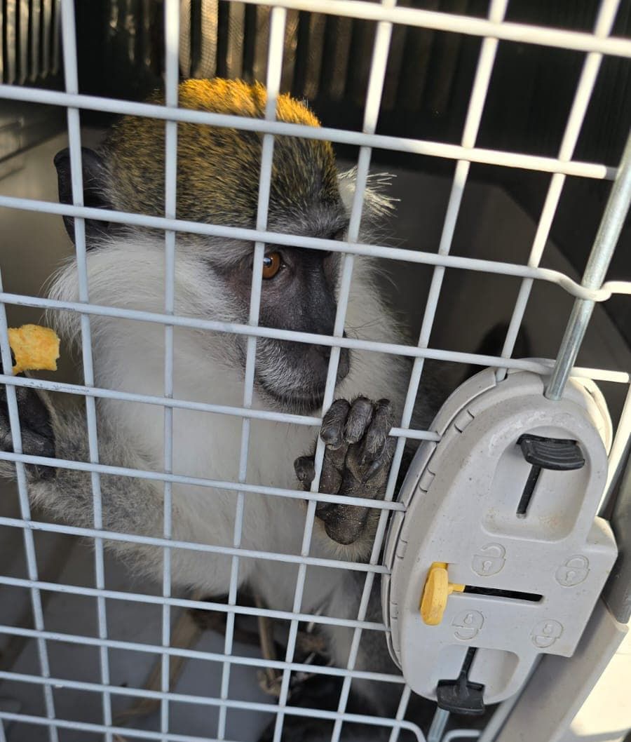 הסחר בקופים: מספרי התופעה נחשפים לראשונה