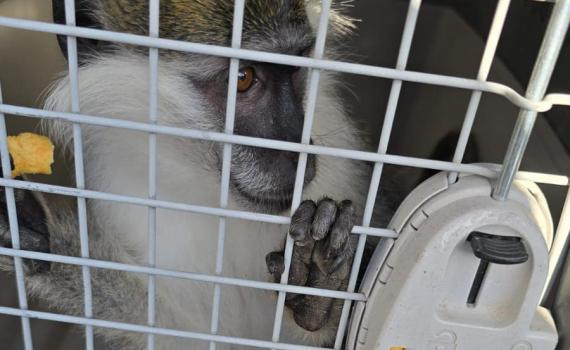 הסחר בקופים: מספרי התופעה נחשפים לראשונה