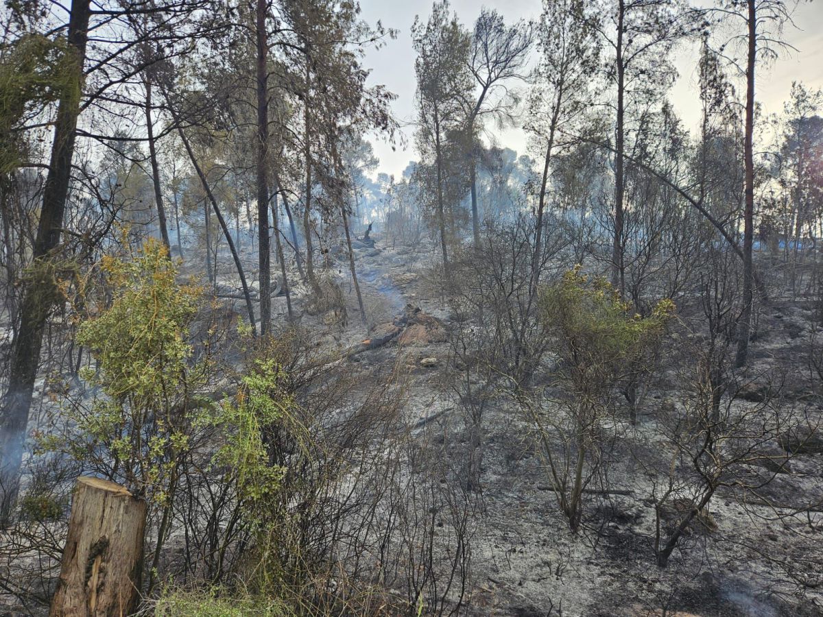 גל השריפות בשפלת יהודה: נמשכים המאמצים לכבות את האש