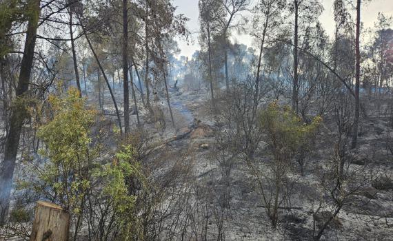 גל השריפות בשפלת יהודה: נמשכים המאמצים לכבות את האש