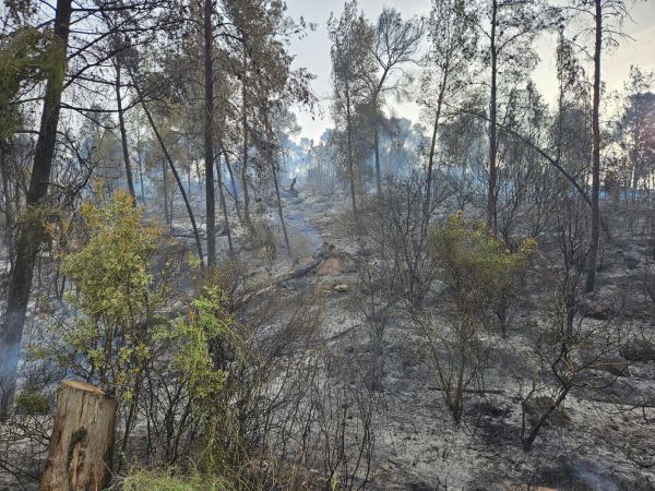 גל השריפות בשפלת יהודה: נמשכים המאמצים לכבות את האש