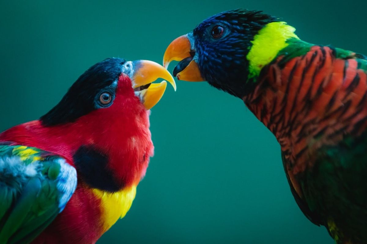 הלם בגן החיות התנ״כי: תוכים נדירים נגנבו במהלך הלילה
