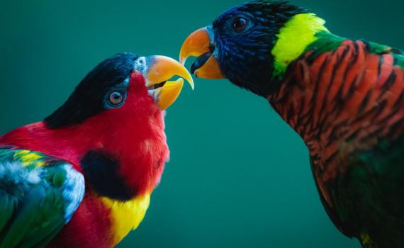 הלם בגן החיות התנ״כי: תוכים נדירים נגנבו במהלך הלילה