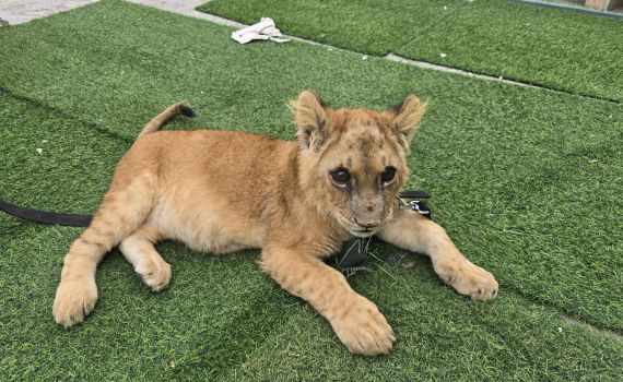 בפעילות נגד עבריינים בטירה: אותר גור אריה במצב בריאותי ירוד