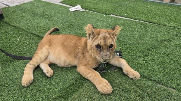 בפעילות נגד עבריינים בטירה: אותר גור אריה במצב בריאותי ירוד