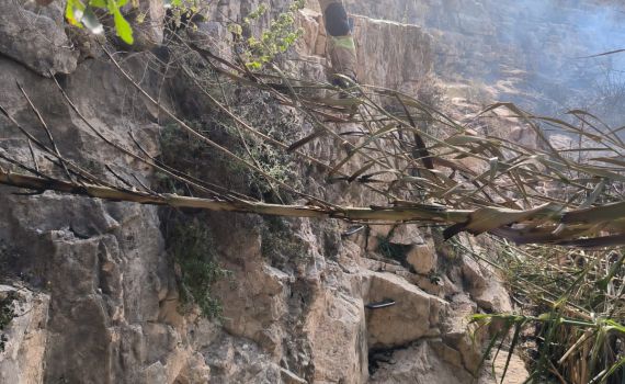 נחשפה הסיבה לפרוץ השריפה בנחל פרת