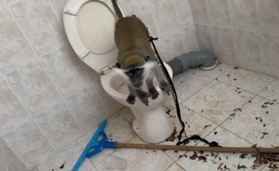 המשטרה איתרה קוף שהוחזק בתוך תא שירותים: "בתנאים קשים"