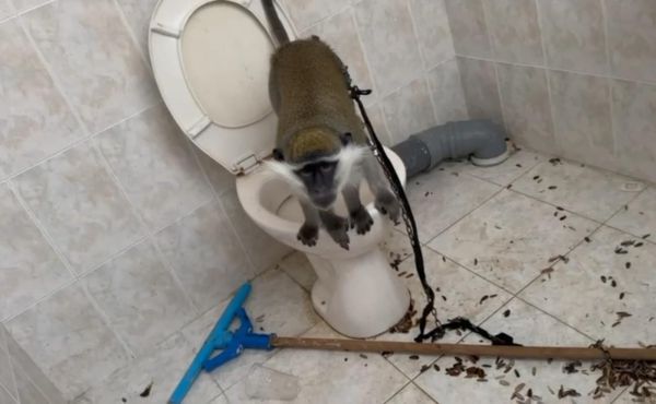 המשטרה איתרה קוף שהוחזק בתוך תא שירותים: "בתנאים קשים"