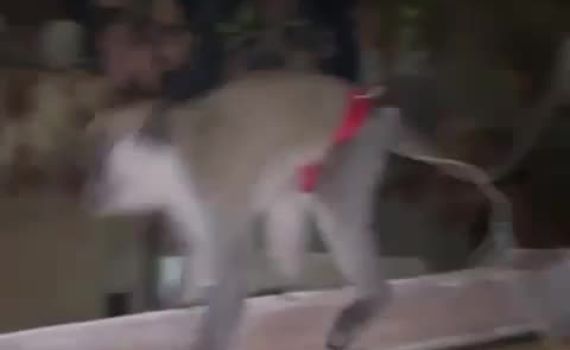 הסחר הלא חוקי בחיות בר: קוף נוסף אותר באום אל פאחם