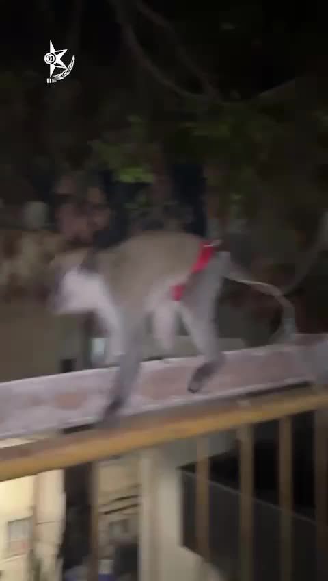 הסחר הלא חוקי בחיות בר: קוף נוסף אותר באום אל פאחם