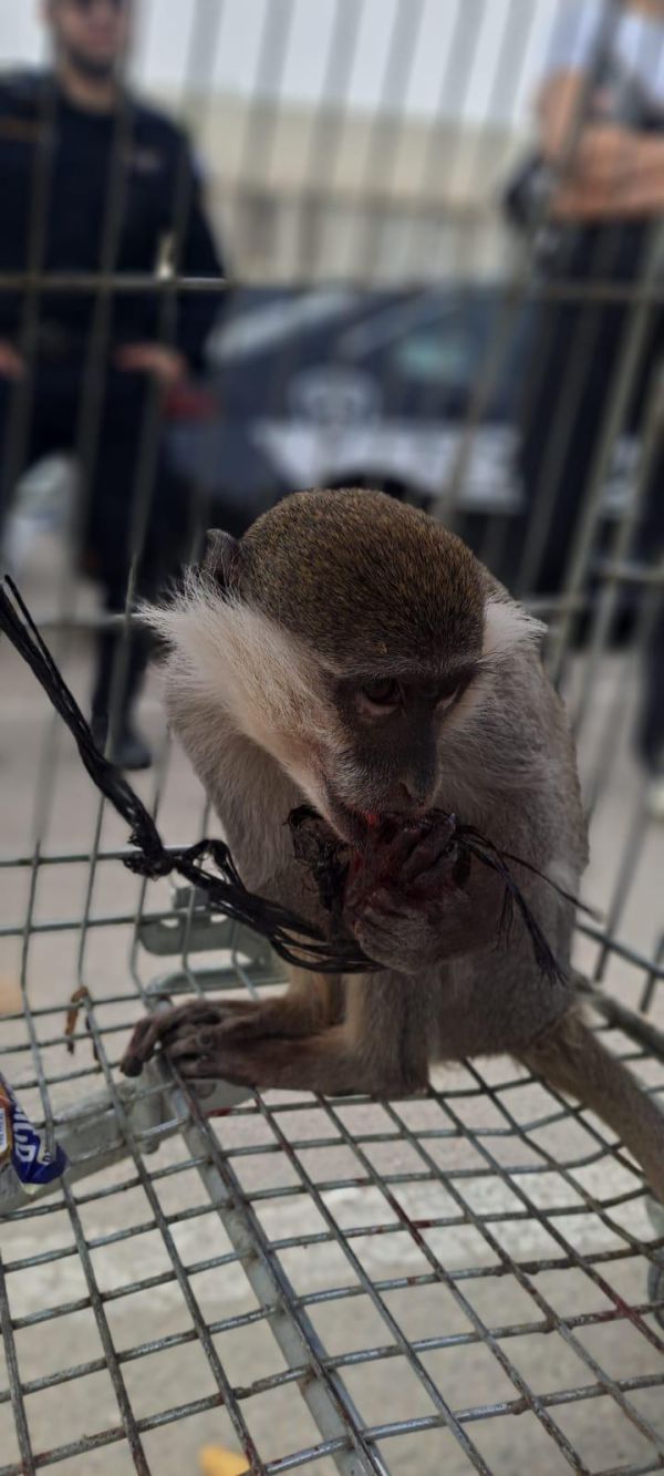 פעם נוספת: המשטרה חילצה קוף שאותר בפזורה ליד דימונה