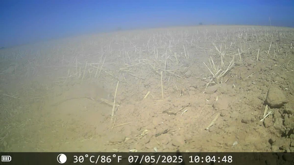 תיעוד: הטורף הנדיר התגלה בנגב ועוד במקום מפתיע