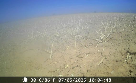 תיעוד: הטורף הנדיר התגלה בנגב ועוד במקום מפתיע