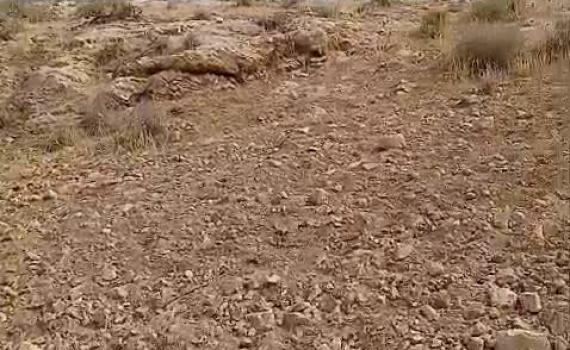 ההפקרות נמשכת: רועה צאן יהודי הותקף על ידי ערבי בהר חברון