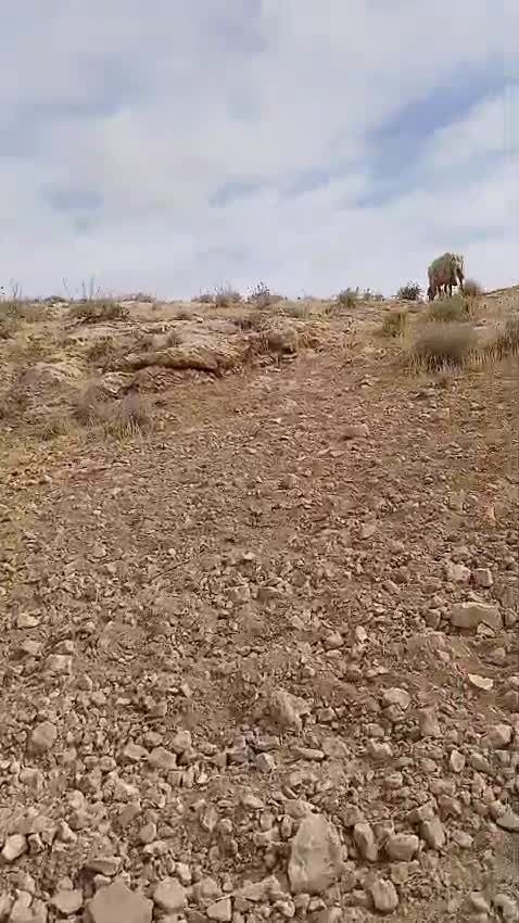 ההפקרות נמשכת: רועה צאן יהודי הותקף על ידי ערבי בהר חברון