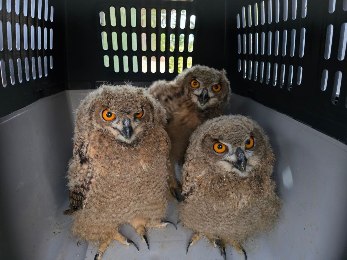 התפיסה הגדולה ביותר: גן חיות שלם נתפס בכפר פלסטיני