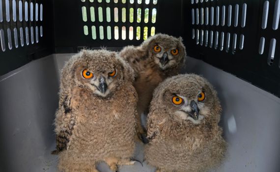 התפיסה הגדולה ביותר: גן חיות שלם נתפס בכפר פלסטיני