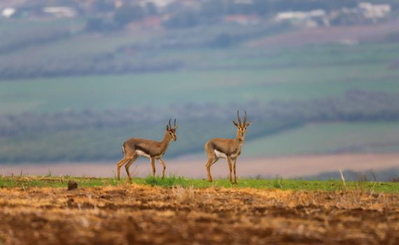 צד צבי ארץ ישראלי ונתבע ב-600 אלף ש"ח
