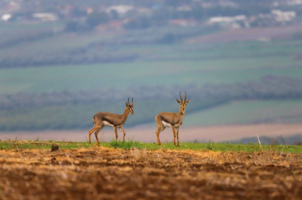 צד צבי ארץ ישראלי ונתבע ב-600 אלף ש"ח