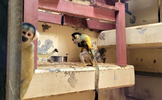 בגודל פצפון: קוף סנאי נולד בגן החיות התנ"כי