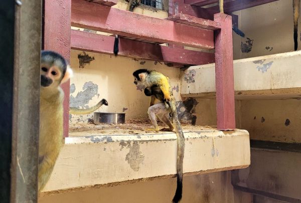 בגודל פצפון: קוף סנאי נולד בגן החיות התנ"כי