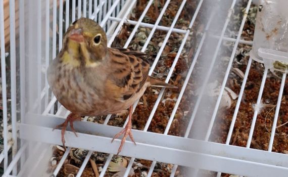 כמה רוע: ערבי מהצפון נתפס לאחר שהתעלל בחיות בר