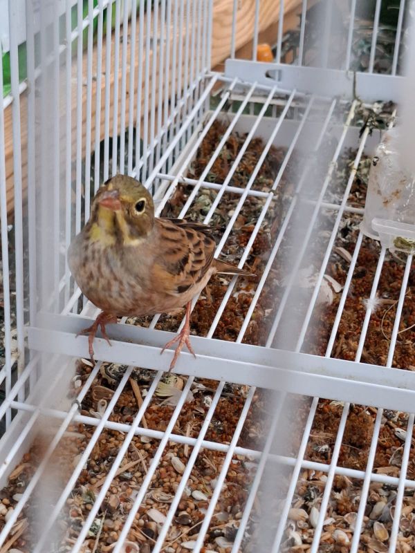 כמה רוע: ערבי מהצפון נתפס לאחר שהתעלל בחיות בר