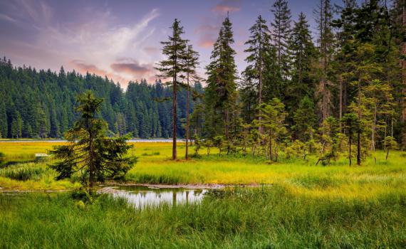 האם עצים מדברים? המדע שמאחורי "רשת הקורים של היער"